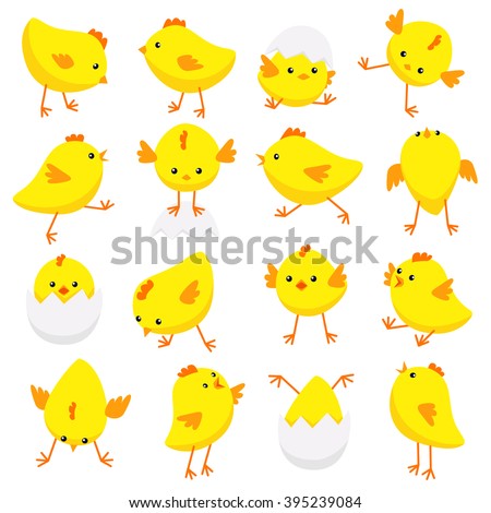 Vector illustration of Eastern chicks in various poses isolated on white background 