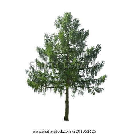 Similar – Image, Stock Photo needles Tree