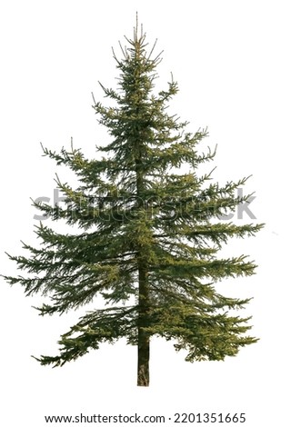 Similar – Image, Stock Photo needles Tree