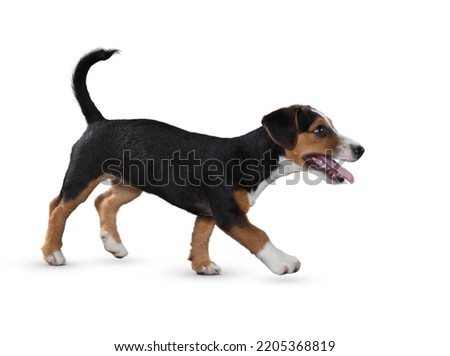 Similar – Image, Stock Photo Cute dog lying on carpet