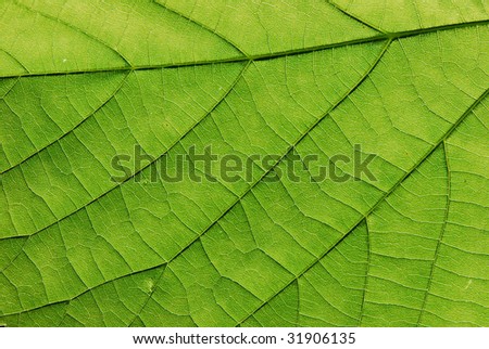 Structure Of Leaf Natural Background Stock Photo 31906135 : Shutterstock