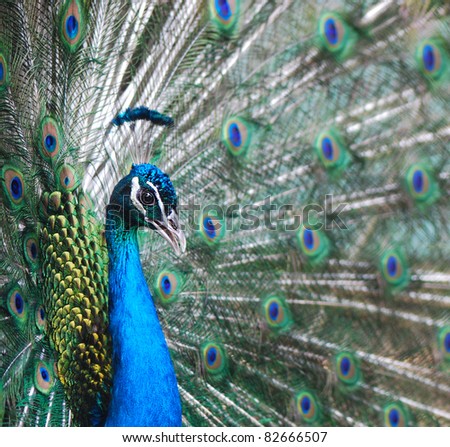 Close-up of a proud peacock showing off