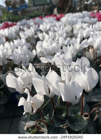 Similar – Image, Stock Photo Amazing cyclamen in bloom in winter