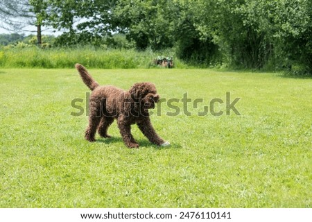 Similar – Image, Stock Photo A beautiful water dog is sitting in the meadow while it is looking at the camera. Its owner is petting it. It is sticking out its tongue and it looks happy.