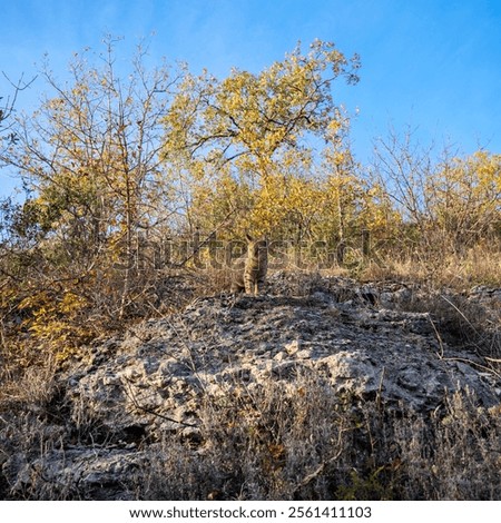 Foto Bild blau getigerte Katze umgeben von bunten Herbstblättern Porträt mit Kopie Raum