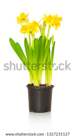 Similar – Image, Stock Photo vegetation Chinese Anemone
