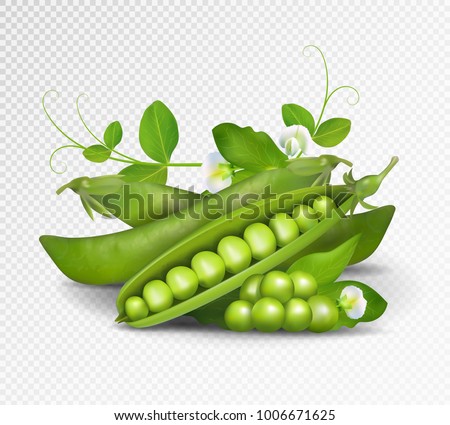 Vector green peas. Photo-realistic vector pods of green peas with leaves and flowers on transparent background. 3d green peas illustration.