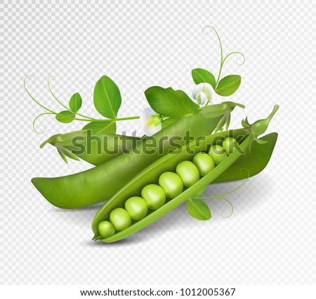 Vector green peas. Photo-realistic vector pods of green peas with leaves and flowers on transparent background. 3d green peas illustration.