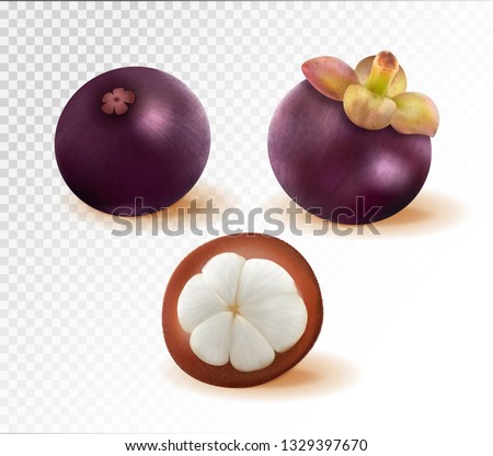 Set of mangosteen images. Quality realistic vector, 3d illustration