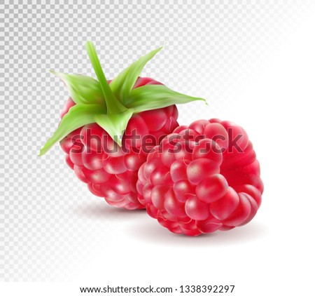 Realistic Raspberry, Fresh Sweet Fruit, Isolated on transparent Background, Hand Drawn Vector 3D Illustration