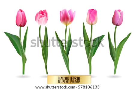 Realistic vector tulips set. Not trace. The blank for your design. Pink tulips flowers on white background.