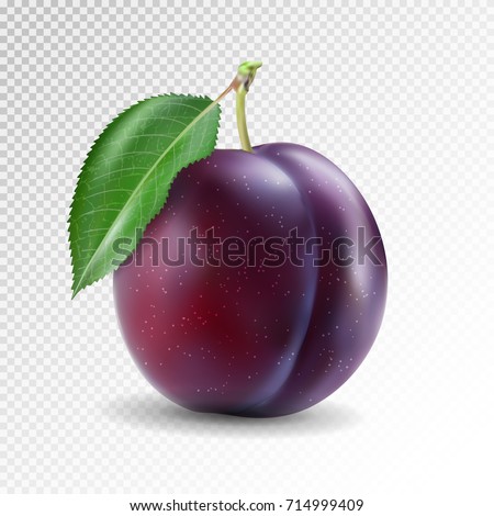 Ripe plum with green leaves on transparent background. Quality photo-realistic vector illustration of plum fruit 
