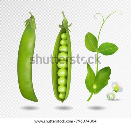 Green peas. Vector illustration. 3d vector green peas set.