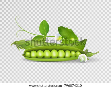 Vector photo-realistic pods of green peas with leaves on transparent background. 3d green peas illustration.