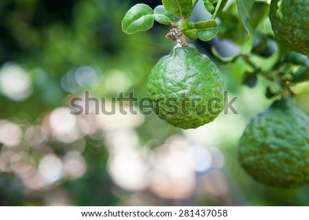 Kaffir Lime fruits, Natural medicine, herbs