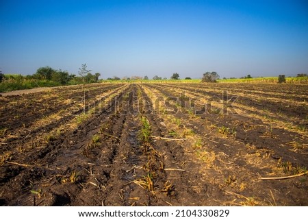 The area cultivated with sugarcane of Thailand, Soil in arid areas for sugarcane cultivation Foto stock © 