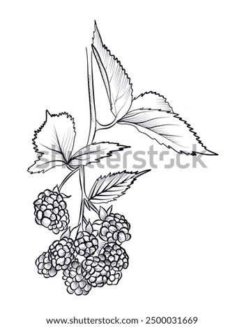 black and white hand-drawn drawing of blackberry berries with leaves on a branch vector