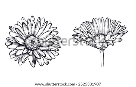 set of black and white hand-drawn gerber flowers vector