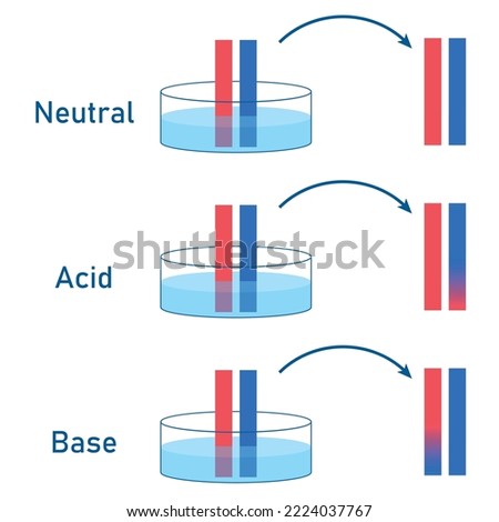 Acids cause blue litmus paper to turn red. Bases cause red litmus paper to turn  blue. Scientific vector illustration isolated on white background.