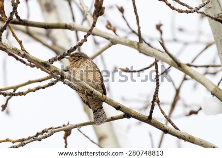 Bird on a branch.A little bird. Spring bird flew back home to build a nest.