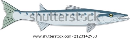 Barracuda Fish Cuda for Short Large Predator Saltwater Targeted by Sport Fishing Vector Art Illustration Isolated