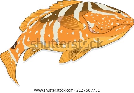 Nassau Grouper Fish Serranidae Commercial and Recreational Fishing Animal Specie Vector Isolated