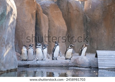 Similar – Humboldt Penguin Zoo Water