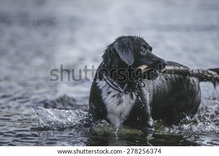 Wet dog in water with a stick in mouth