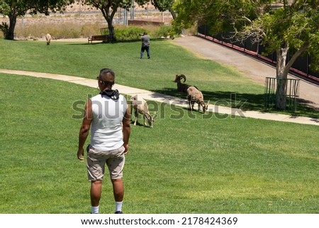 Similar – Image, Stock Photo Watch sheep approaching