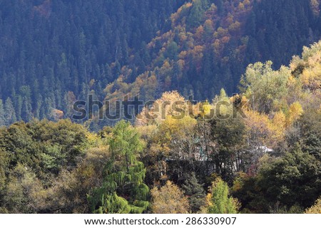Basong measures,Gongbo\'gyamda,Nyingchi,Tibet,China :Autumn forest