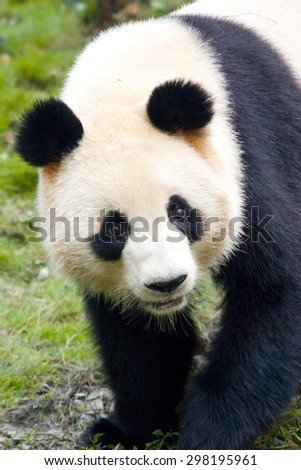 Chengdu,Sichuan Province,China-October 9,2007:Chengdu Research Base of Giant Panda Breeding, is a non-profit research and breeding facility for giant pandas and other rare animals.
