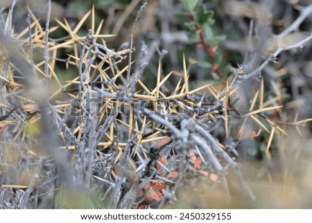 Similar – Image, Stock Photo Thorny tree in full bloom in early spring and easter backlighting