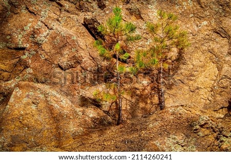 Two scraggly little pine trees clinging to a rocky red mountainside in Colorado USA Stock foto © 