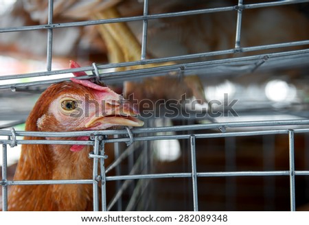 Sad chicken or hen in the cages. Sick chicken. Epidemic, bird flu, health problems. Loneliness and sadness for sell in the market. Torture animals. Close up.