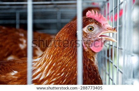 Torture chicken or hen in the cages for sell in the market. Feeding food. Sad animals. Domestic animal businesses for food. Close up.