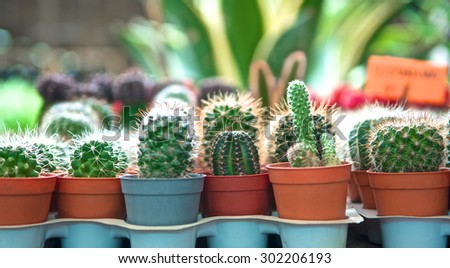 Houseplant in outdoor market. Small cactus cute in the pots. Little Desert tree. Close up.