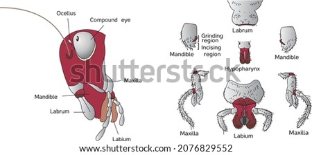 Head region of cockroach parts of head region mouth parts 商業照片 © 