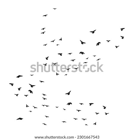 A flock of flying birds silhouette, flight in different positions. Hover, soaring, landing, flying, flutter. Isolated vector