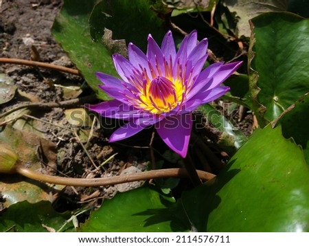 Nymphaea nouchali(Nil Manel, blue lotus, star lotus) Flower with Nature Background in Wildlife Sri Lanka
 Stok fotoğraf © 