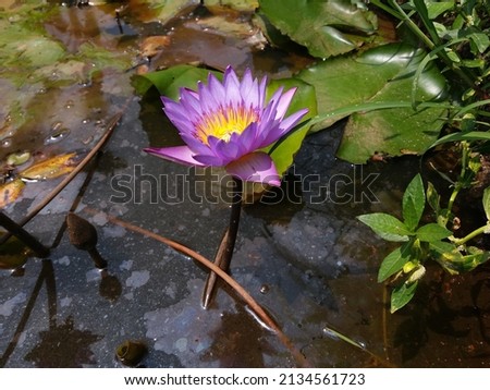Nymphaea nouchali(Nil Manel) Flower with Pond
 Stok fotoğraf © 