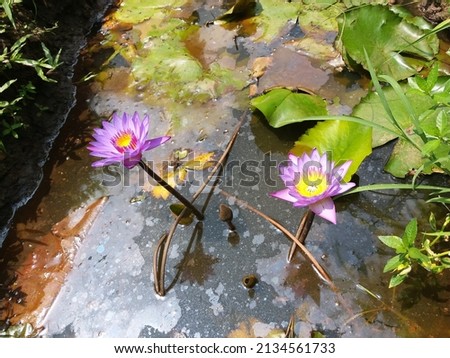 Nymphaea nouchali(Nil Manel) Flower with Pond
 Stok fotoğraf © 