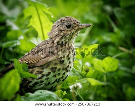 Similar – Image, Stock Photo Song Thrush Environment