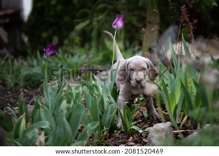 Similar – Image, Stock Photo Weimaraner puppy explores the forest