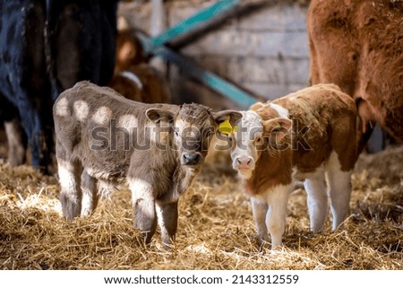 Similar – Image, Stock Photo young brown cow calf lies in the straw