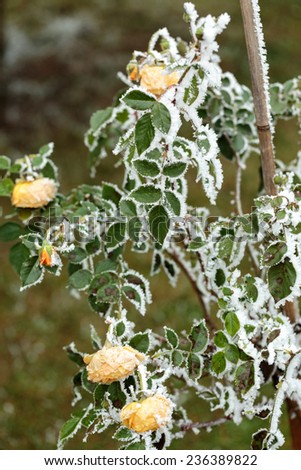 the winter impression - the hoary yellow rose in the garden