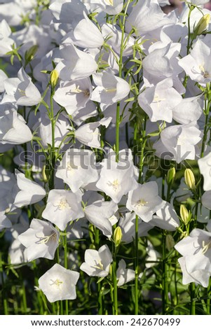 Campanula or canterbury bells flowers