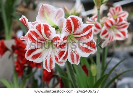 Foto Bild Rote Amaryllis rot