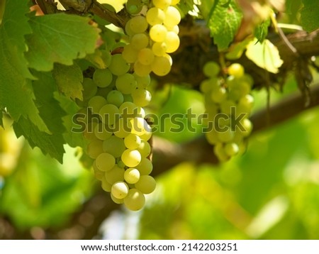 From vine to table. Closeup shot of a bunch of grapes in a vineyard. ストックフォト © 