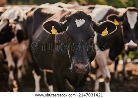 Similar – Image, Stock Photo Herd of cattle with calves on a road