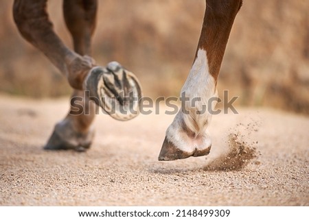 Trotting along.... Cropped images of a horses hooves while trotting. Photo stock © 